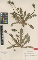 Isotype of Taraxacum pachymerum G.E.Haglund [family ASTERACEAE]