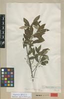 Isotype of Kiggelaria dregeana Turcz. [family ACHARIACEAE]