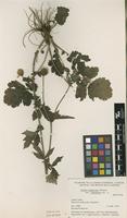 Isotype of Geum aleppicum Jacq. var. cuneatum B.Boivin [family ROSACEAE]