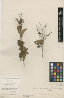 Filed as Duranta erecta L. [family VERBENACEAE]