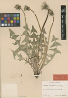 Holotype of Taraxacum rhamphodes G.E.Haglund [family ASTERACEAE]