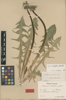 Isolectotype of Taraxacum robustum Markl. [family ASTERACEAE]