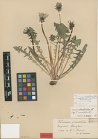 Isolectotype of Taraxacum simulatum Dahlst. [family ASTERACEAE]
