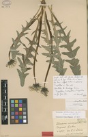 Isolectotype of Taraxacum subexpallidum Dahlst. [family ASTERACEAE]