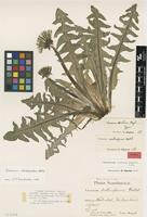 Holotype of Taraxacum torstenii Saarsoo [family ASTERACEAE]