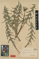 Isolectotype of Taraxacum trilobatum Palmgr. [family ASTERACEAE]