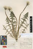 Isotype of Taraxacum undulatiflorum M.P.Christ. [family ASTERACEAE]