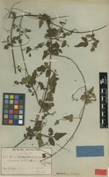 Syntype of Serjania orbicularis Radlk. [family SAPINDACEAE]