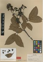 Isotype of Guioa capillacea A.C.Sm. [family SAPINDACEAE]
