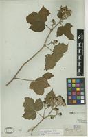 Isolectotype of Rubus wahlbergii Arrh. [family ROSACEAE]