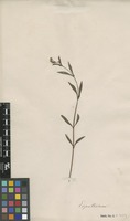 Filed as Ayapana triplinervis (Vahl) R.M.King & H.Rob. [family ASTERACEAE]