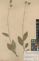 Isolectotype of Hieracium sommerfeltii Lindeb. subsp. crinicaesium Schack & Zahn [family ASTERACEAE]
