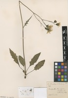 Type? of Hieracium stenophyes W.R.Linton [family ASTERACEAE]