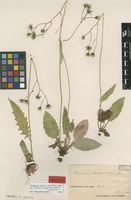 Isolectotype of Hieracium silvaticum (L.) Gouan subsp. submaculosum Dahlst. [family ASTERACEAE]