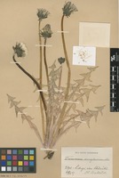 Syntype of Taraxacum acroglossum Dahlst. [family ASTERACEAE]