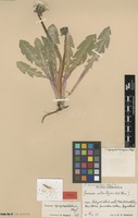 Isotype of Taraxacum symphorilobum G.E.Haglund [family ASTERACEAE]
