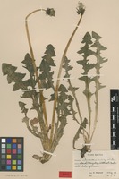 Isotype of Taraxacum intumescens G.E.Haglund [family ASTERACEAE]