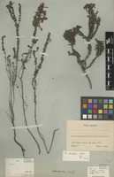 Filed as Erica densifolia Willd. [family ERICACEAE]