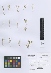 Paratype of Daucus muricatus (L.) L. [family UMBELLIFERAE]