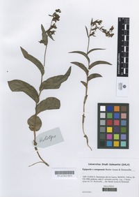 Holotype of Epipactis x conquensis Benito Ayuso & Hermosilla [family ORCHIDACEAE]
