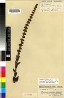 Isotype of Crassula capitella Thunb. subsp. nodulosa (Schönland) Toelken [family CRASSULACEAE]
