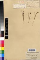 Isotype of Wurmbea angustifolia B.Nord. [family COLCHICACEAE]