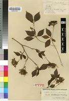 Isolectotype of Pavetta barbertonensis Bremek. [family RUBIACEAE]
