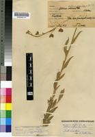 Syntype of Hibiscus sulfuranthus Ulbr. [family MALVACEAE]
