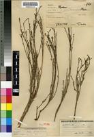 Isosyntype of Thesium megalocarpum A.W.Hill [family SANTALACEAE]