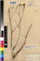 Isotype of Lapeirousia masukuensis Vaupel & Schltr. [family IRIDACEAE]