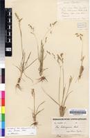 Isotype of Poa binata Nees [family POACEAE]