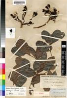 Isotype of Schotia brachypetala Sond. [family FABACEAE]