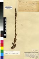 Syntype of Crassula capitella Thunb. subsp. nodulosa (Schönland) Toelken [family CRASSULACEAE]