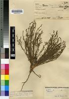 Syntype of Thesium megalocarpum A.W.Hill [family SANTALACEAE]
