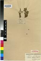 Isotype of Piriqueta capensis (Harv.) Urb. [family TURNERACEAE]