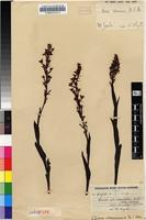 Isolectotype of Disa aconitoides Sond. subsp. concinna (N.E.Br.) H.P.Linder [family ORCHIDACEAE]