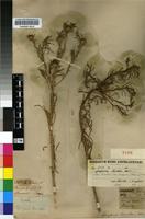 Type of Geigeria burkei Harv. [family ASTERACEAE]