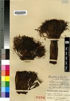 Isotype of Boophone disticha (L.f.) Herb. [family AMARYLLIDACEAE]