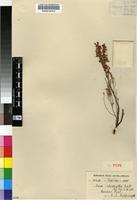 Isotype of Erica rhodantha Guthrie ,amp; Bolus [family ERICACEAE]