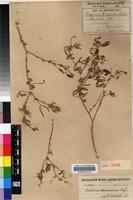 Isotype of Crotalaria damarensis Engl. [family FABACEAE]