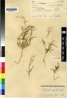 Isotype of Microcharis disjuncta (J.B.Gillett) Schrire var. disjuncta [family FABACEAE]