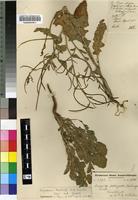 Isotype of Sisymbrium thellungii O.E.Schulz [family BRASSICACEAE]
