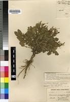 Isotype of Sisymbrium thellungii O.E.Schulz [family BRASSICACEAE]