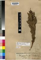 Isolectotype of Rhus magalismontana Sond. [family ANACARDIACEAE]