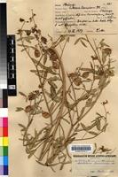 Syntype of Crotalaria barnabassii Dinter ex Baker f. [family FABACEAE]