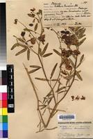 Syntype of Crotalaria barnabassii Dinter ex Baker f. [family FABACEAE]