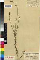 Isosyntype of Polygala producta N.E.Br. [family POLYGALACEAE]