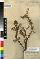 Isosyntype of Lycium schizocalyx C.H.Wright [family SOLANACEAE]