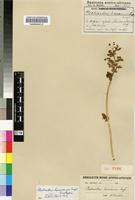 Isotype of Plectranthus hereroensis Engl. [family LAMIACEAE]