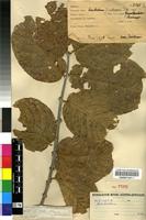 Isotype of Combretum platypetalum Welw. ex M.A.Lawson [family COMBRETACEAE]